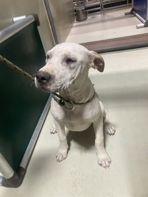 Bear - Pit Bull Terrier