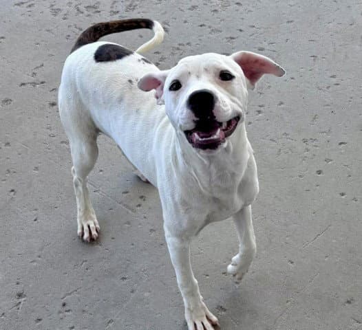 Nikki - Pit Bull Terrier