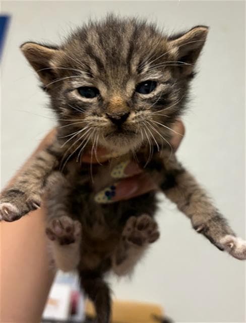 Unknown - Domestic Short Hair