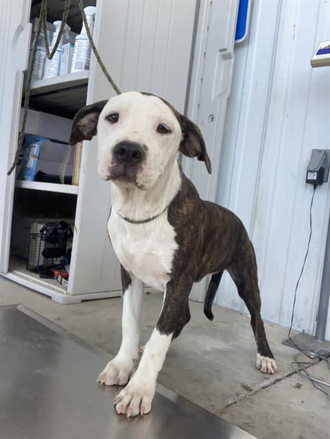 Sarah - Pit Bull Terrier
