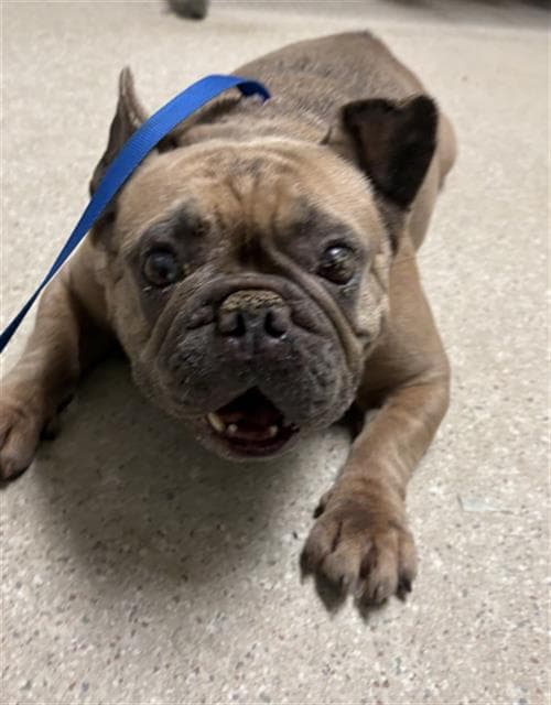 Fiona - French Bulldog