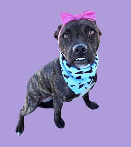 Lady Bug - Pit Bull Terrier