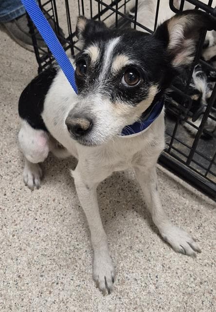 Hermione - Chihuahua