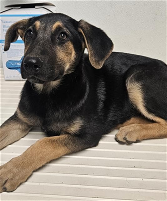 Audrey - German Shepherd Dog