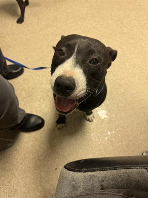 Tinker Bell - Pit Bull Terrier