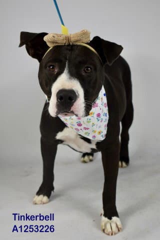 Tinker Bell - Pit Bull Terrier
