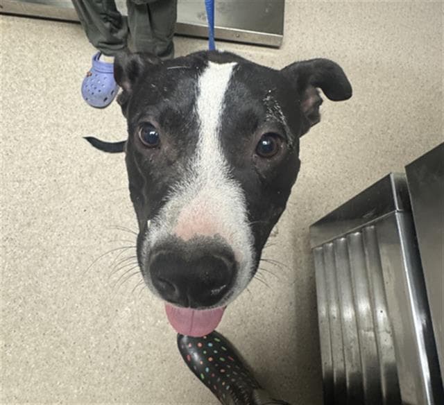 Peter Pan - Pit Bull Terrier