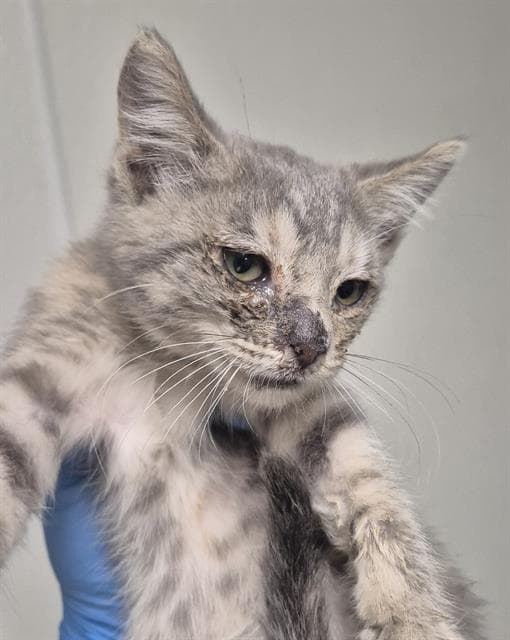 Unknown - Domestic Short Hair