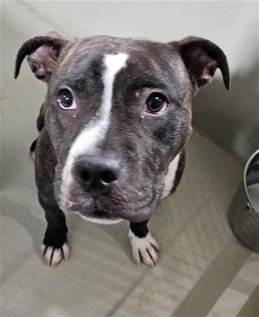 Mary - Pit Bull Terrier