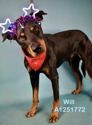 Will - Doberman Pinscher