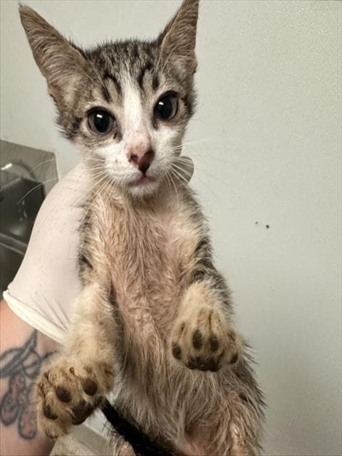 Kt - Domestic Short Hair