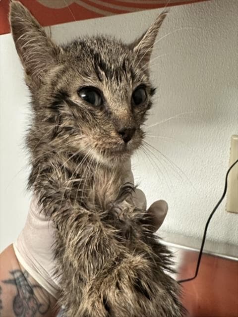 Kt - Domestic Short Hair