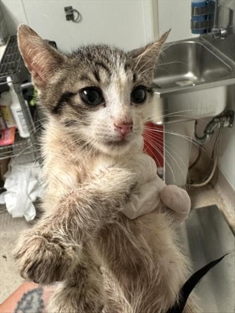 Kt - Domestic Short Hair