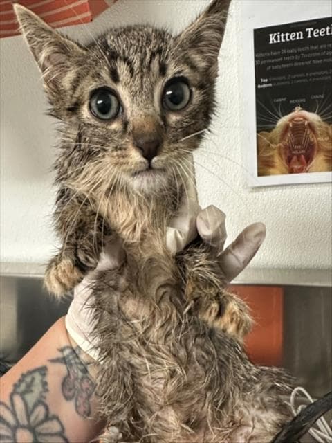 Kt - Domestic Short Hair