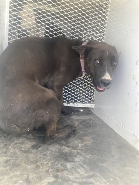 Unknown - Pit Bull Terrier