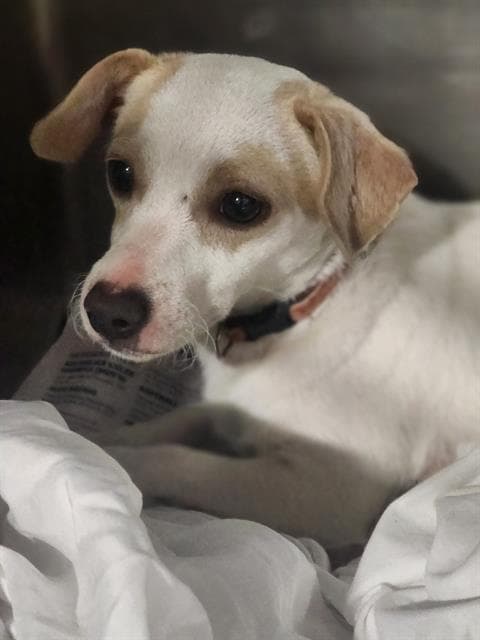 Primrose - Chihuahua