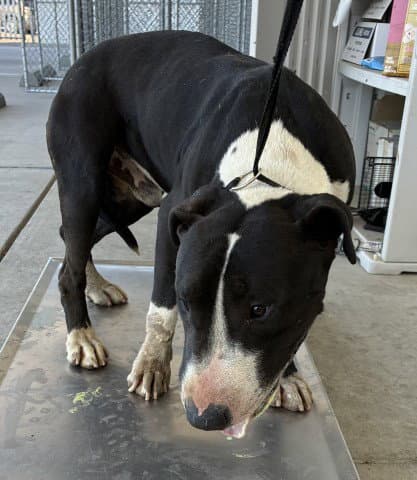 Unknown - Pit Bull Terrier