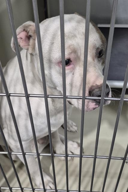 Unknown - Pit Bull Terrier