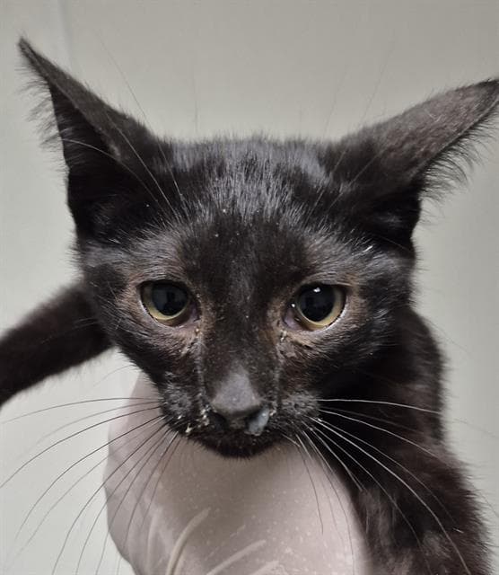 Clyde - Domestic Short Hair