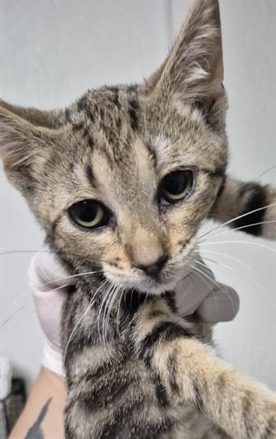Ciara - Domestic Short Hair