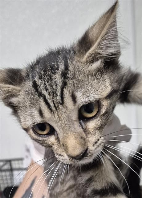 Gideon - Domestic Short Hair