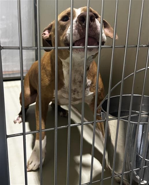 Lulu - Pit Bull Terrier
