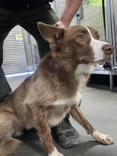 Unknown - Border Collie
