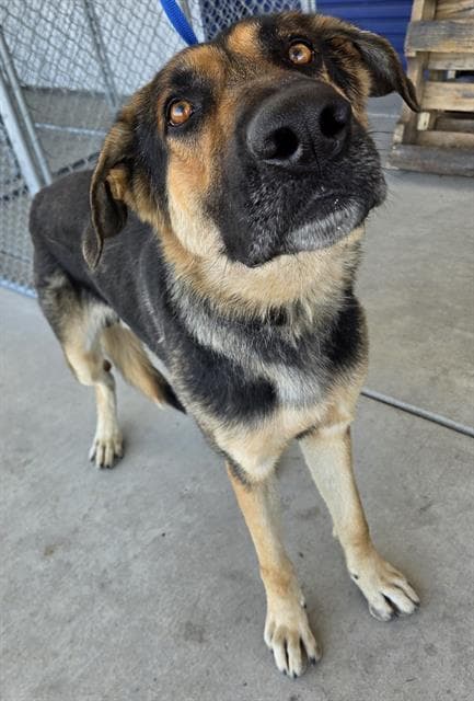 Leo - German Shepherd Dog