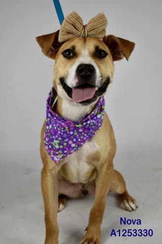 Nova - Beagle