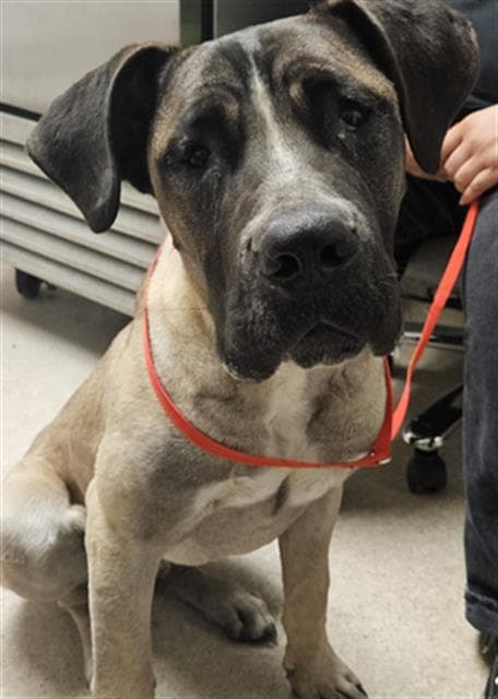 Risky - Mastiff