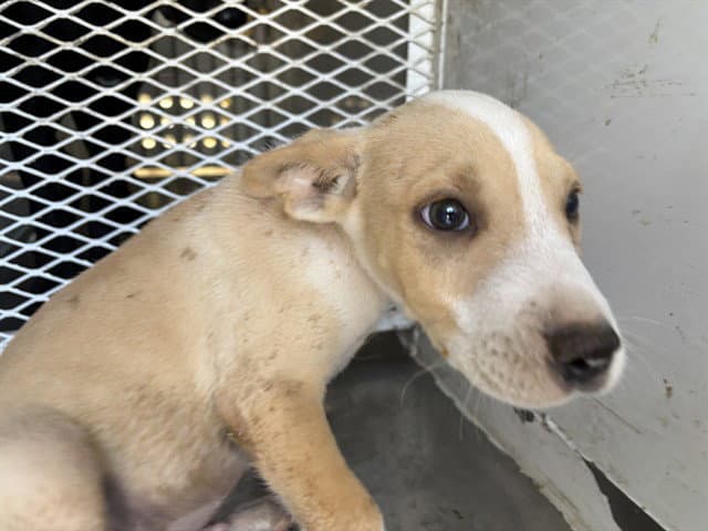 Dollop - Pit Bull Terrier