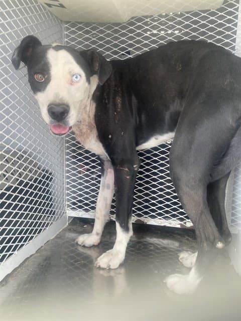 Henry - Pit Bull Terrier