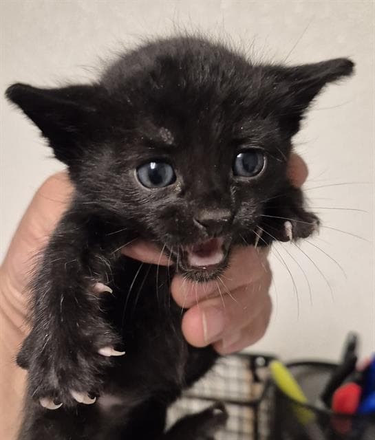Panthro - Domestic Short Hair