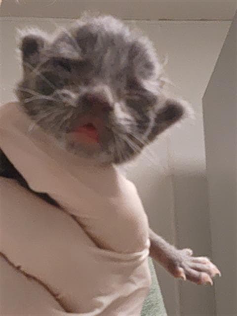 Sweetie - Domestic Short Hair