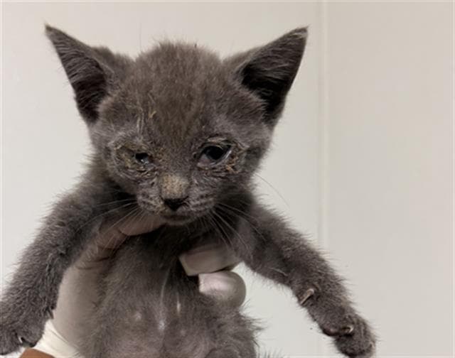 Anastacia - Domestic Short Hair