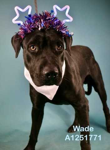 Wade - Labrador Retriever