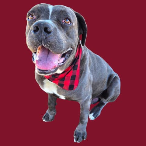 Max - Mastiff
