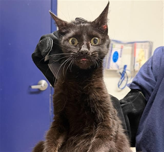 Mummy - Domestic Short Hair