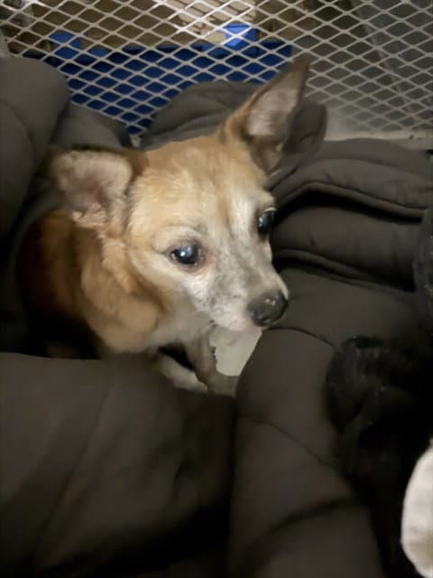 Astrid - Chihuahua
