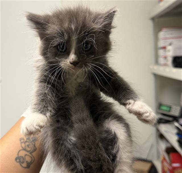 Leo - Domestic Long Hair