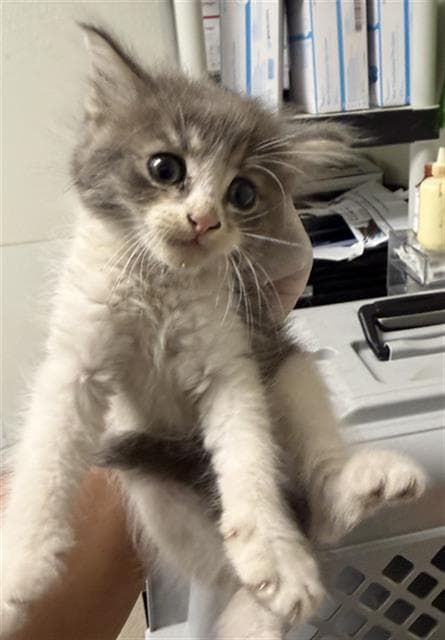 Finn - Domestic Short Hair