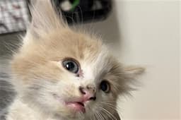 Simba image 1
