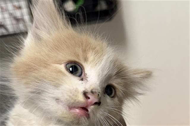 Simba - Domestic Short Hair