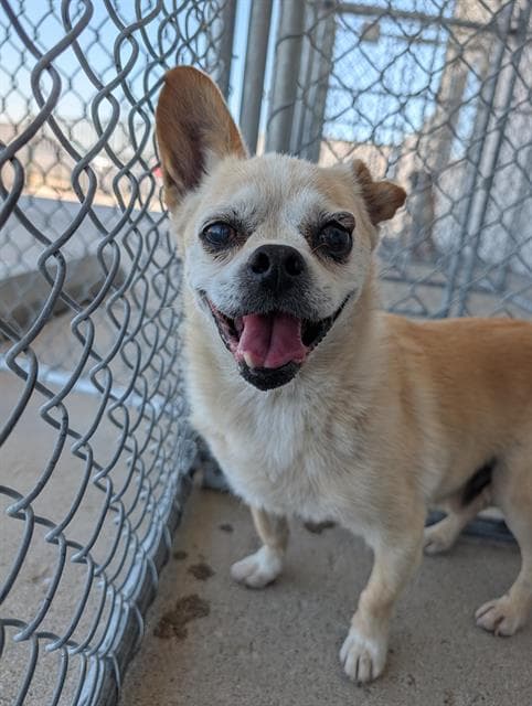 Orion - Chihuahua