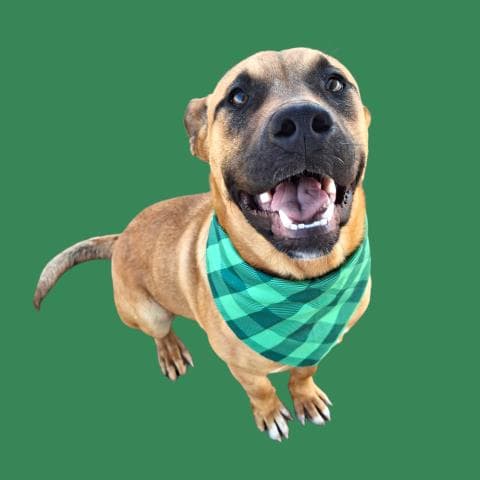 Scooby - Pit Bull Terrier