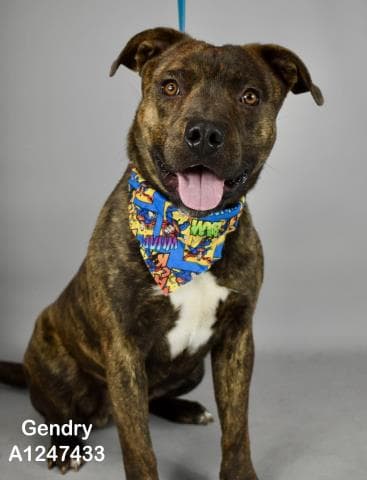 Gendry - Pit Bull Terrier