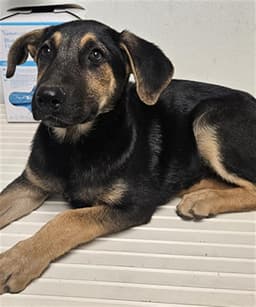 Audrey image 1