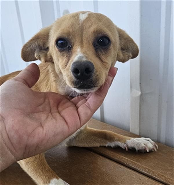 Bobo - Chihuahua