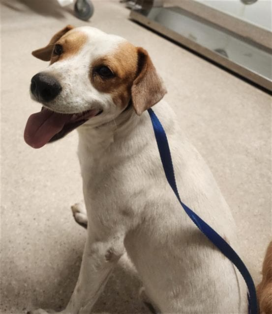 Palomo - Parson Russell Terrier