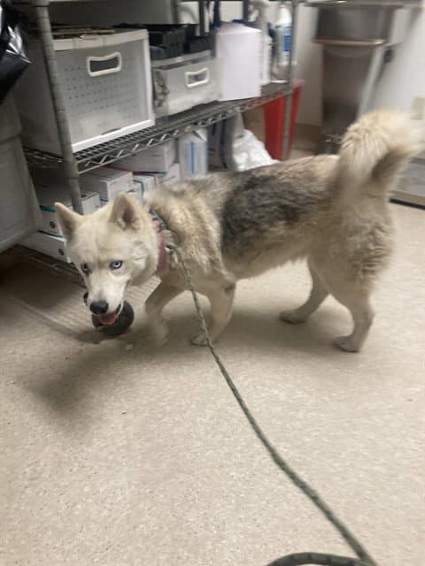 Lexi - Siberian Husky